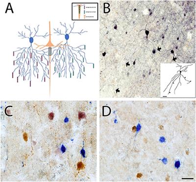 Parvalbumin and parvalbumin chandelier interneurons in autism and other psychiatric disorders